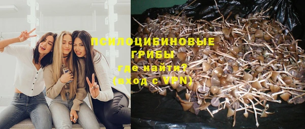прущие грибы Аркадак