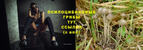 прущие грибы Аркадак